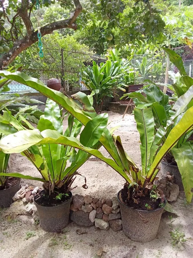 Ravehei Smile Relais 3 Huahine Hostel Haapu